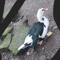 فروش ۵ اردک اسرائیلی محلی