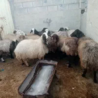 میش آبستن جوان