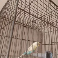 مرغ عشق باقفس