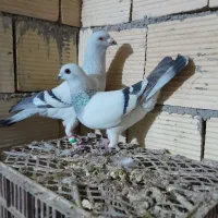 نر شامی یکه بی نظیر