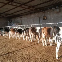 گوساله پای پروار|حیوانات مزرعه|کرمان, |دیوار