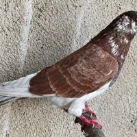 انواع کبوتر پرشی