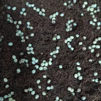 تخم بارور یک هفته ای حلزون آفریقایی آلبینو