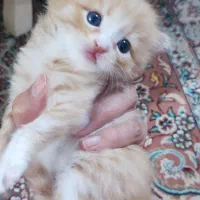 واگزاری رایگان
