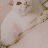 گربه اسکاتیش|گربه|مشهد, حضرت حجت|دیوار