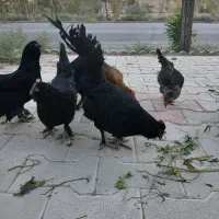 مرغ و خروس