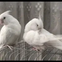 عروس هلندی نر ماده البینو اصل ماده 10تخم