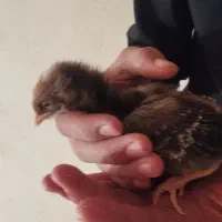 جوجه یک روزه تا یک ماهه|حیوانات مزرعه|شیراز, پودنک|دیوار