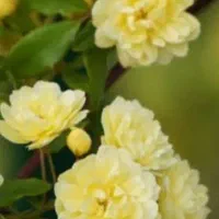 گل آبشار طلا|گل و گیاه طبیعی|بجنورد, |دیوار