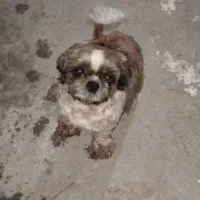 واگذاری سگ تربیت شده
