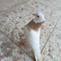 کبوتر طوقی