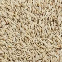 جوبذری اصلاح شده