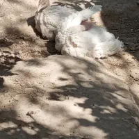 ۶عدد بوقلمون بیوتی سنگین وزن