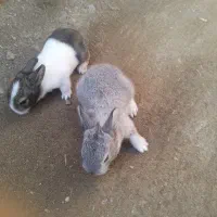 ۵۰۰|موش و خرگوش|طاغنکوه, |دیوار