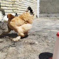تخم نطفه دار بلوبوف و برهما لایت فقط دونه ای ۱۰۰