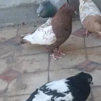 کفتر .کبوتر سینه سبز .سینه سرخ