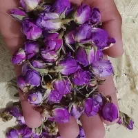 گلمحمدی|گل و گیاه طبیعی|جیرفت, |دیوار