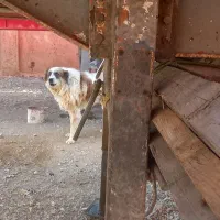 فروش تریلی استریک|خودرو سنگین|تاکستان, |دیوار