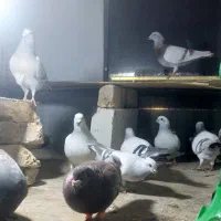 شامی اوقون کله