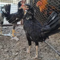 جوجه خروس گلین