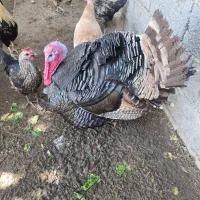 بوقلمون های نر و ماده|حیوانات مزرعه|آبپخش, |دیوار