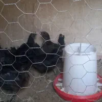 تخم مرغ نطفه دار ایام سمانی