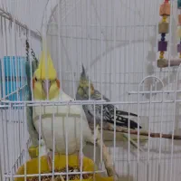 عروس هلندی یک جفت|پرنده|نسیم‌شهر, |دیوار