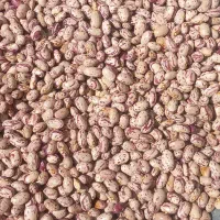 لوبیا چیتی تلاش