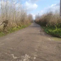 هزار متر زمین باغی با نهال صنوبر|فروش زمین و ملک کلنگی|رشت, قاسمیه|دیوار