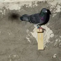کبوتر گم شدن