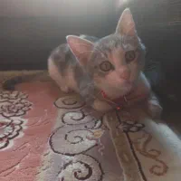 واگذاری بچه گربه با لوازم|گربه|ری, دیلمان|دیوار