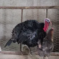 بوقلمون نر محلی