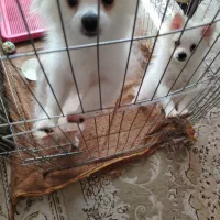 فروش سگ پامر سه ماه|سگ|نجف‌آباد, شهید رجایی|دیوار