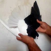 کبوتر رنگی چپی سیاه|پرنده|دیلم, |دیوار