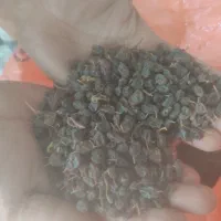 کشمش بیدانه افتابی