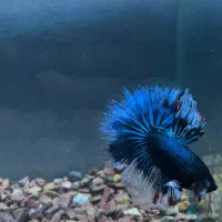 فروش انواع نژاد فایتر و غذا های هیکاری