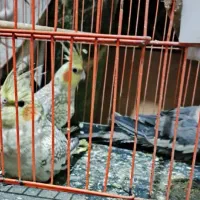 عروس پاریس|پرنده|سوسنگرد, |دیوار