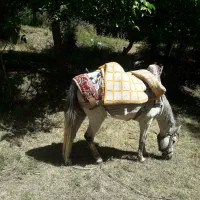 اسب ماده (مادیان)|اسب و تجهیزات اسبسواری|چهارباغ, |دیوار