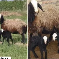 گـ.ــله ذات دار گوسفند ۲قــلـوزا gdetoi بره