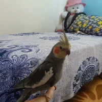 پرنده طوطی عروس