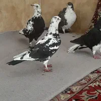 سبز کاکل پاپر|پرنده|فسا, |دیوار