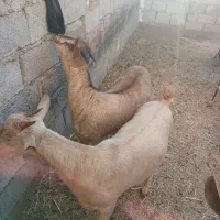 بز صلاله|حیوانات مزرعه|حمیدیه, |دیوار