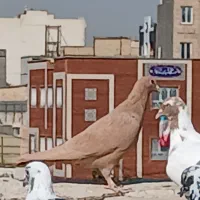 زرد کرمونی ماده