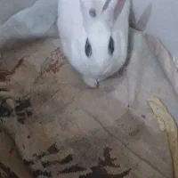 خرگوش ماده سفید