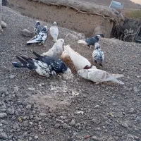 کبوتر|پرنده|بافت, |دیوار