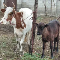 گاو چالوسی باگوساله نر هلیشتان اث|حیوانات مزرعه|رشت, سعدی (تختی)|دیوار