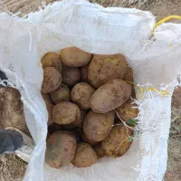 سیبزمینی