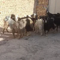 تعدادی کره نر کردی سقزی سبک مناسب پروار