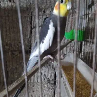 جفت عروس هلندی سخنگو