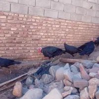 بوقلمون های سیاه اصیل نژاددار|حیوانات مزرعه|مرند, |دیوار